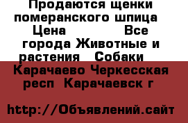 Продаются щенки померанского шпица › Цена ­ 45 000 - Все города Животные и растения » Собаки   . Карачаево-Черкесская респ.,Карачаевск г.
